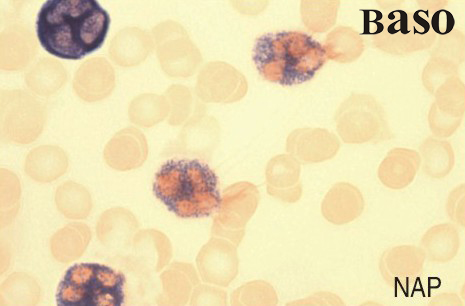 �����������A������øȾɫҺ��NAP��