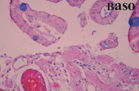 �����{-��ԭȾɫҺ��AB-PAS��